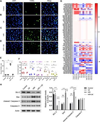 MicroRNA 449a can Attenuate Protective Effect of Urokinase Against Pulmonary Embolism